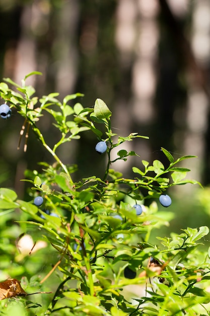 Groene takken met bes van blauwe bosbes in het bos. Bessen van bosbessen. Bos van bes