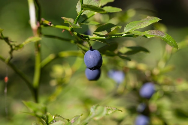 Groene takken met bes van blauwe bosbes in het bos. bessen van bosbessen. bos van bes