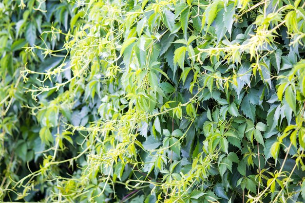 Groene takken op een bakstenen muur achtergrond