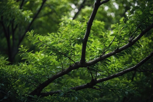 Groene takken van bomen dichtbij