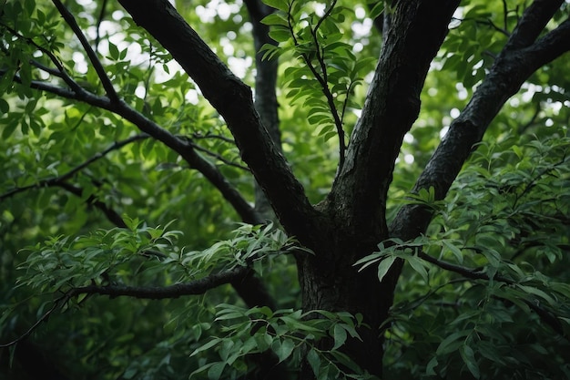 Groene takken van bomen dichtbij