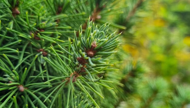 Groene takken van een naaldboom