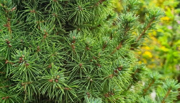 Groene takken van een naaldboom