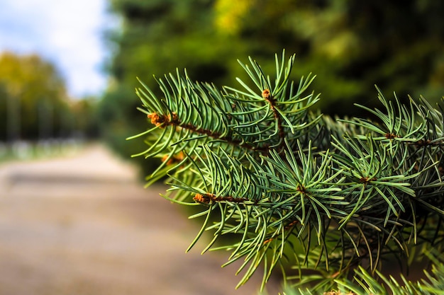 Groene takken van een naaldboom