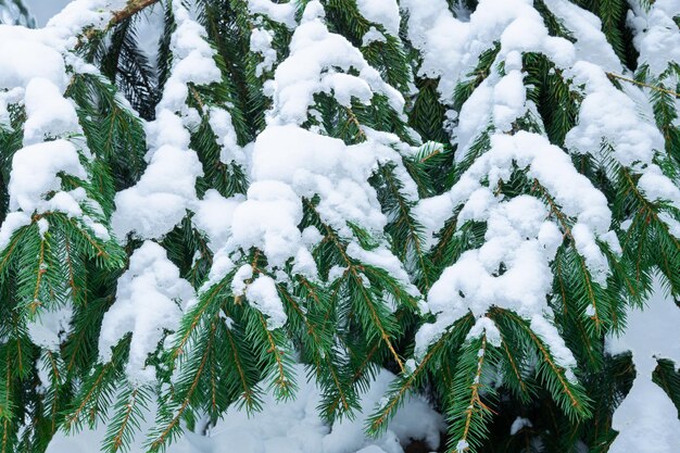 Groene takken van een spar diep bedekt met sneeuw na een sneeuwstorm in de winter