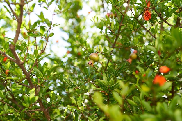 Groene takken van granaatappel met rode bloemen en vruchten