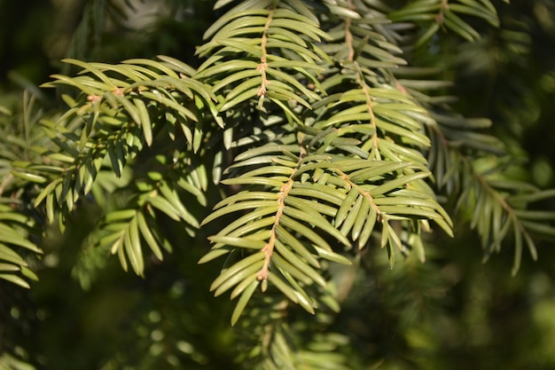 Groene takken van sparren in de winterzon