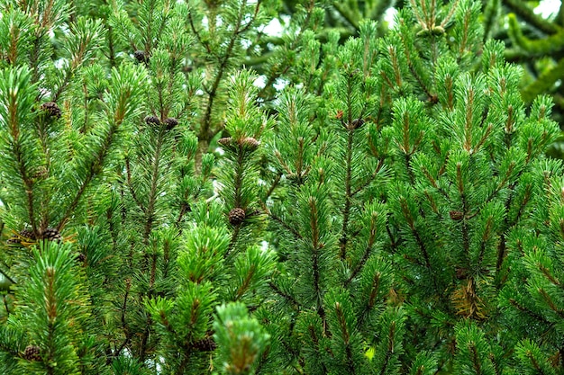 Groene takken van vuren achtergrond