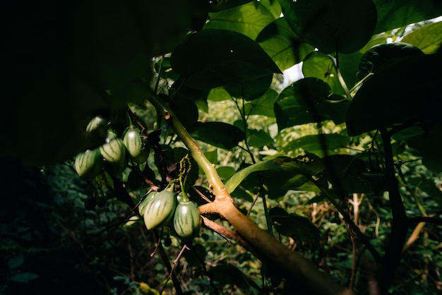Groene Tamarillo Solanum betaceum is een kleine boom of struik uit de familie van de bloeiende planten
