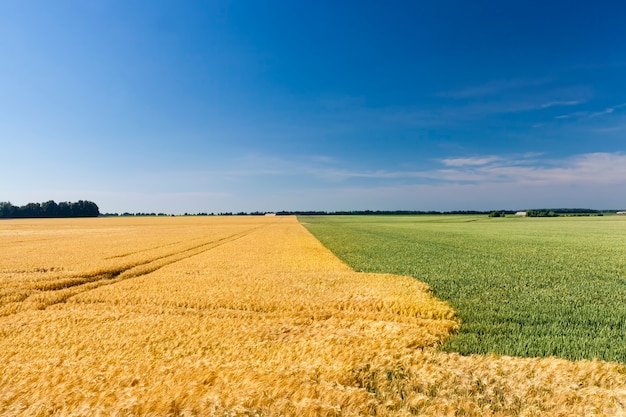 Groene tarwe- en gele roggevelden