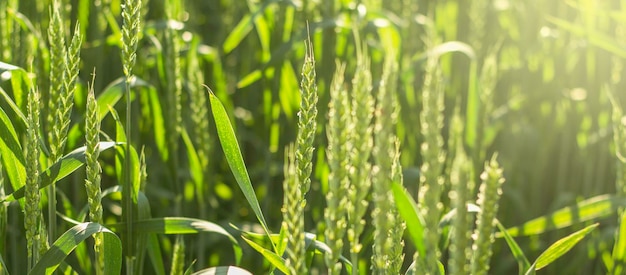 Groene tarwe Haver rogge gerst oogst close-up Maïskolven natuur tarwe landbouw Achtergrond Banner