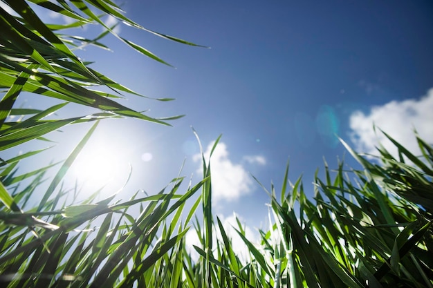 Groene tarwe in de lente van onderaf gezien