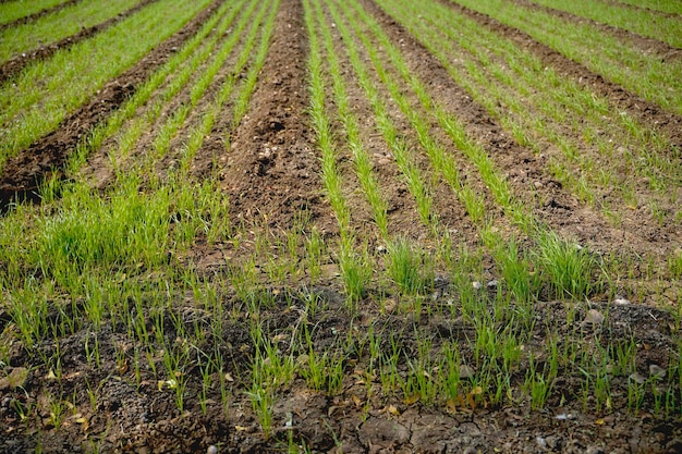 Groene tarwe landbouw veld in india.