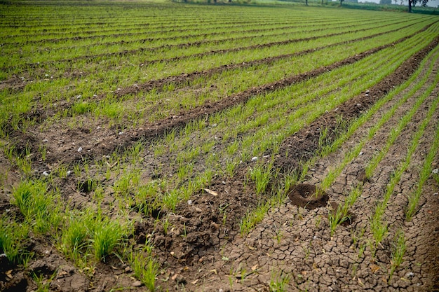 Groene tarwe landbouw veld in india.