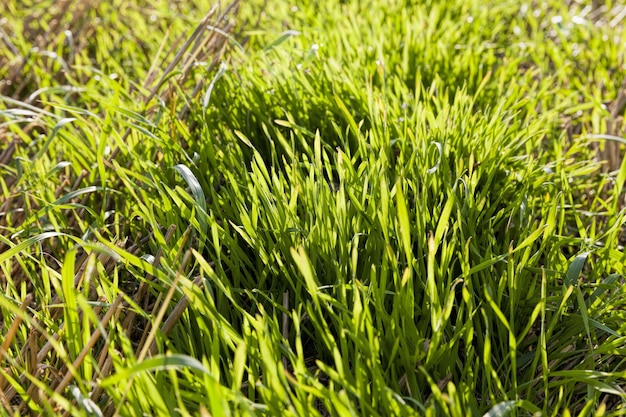 Groene tarwe of ander graan op landbouwgronden de landbouw voor de productie van gewassen en winst