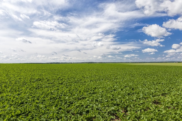 Groene tarwe of ander graan op landbouwgronden de landbouw voor de productie van gewassen en winst