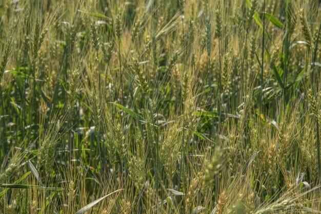 Groene tarwe op biologische boerderij veld