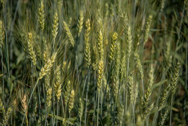 Groene tarwe op biologische boerderij veld