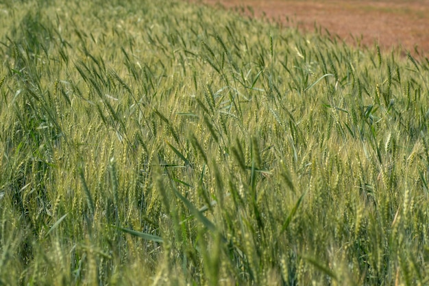 Groene tarwe op biologische boerderij veld