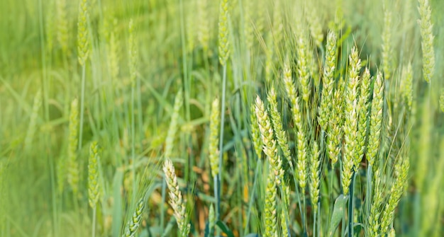 Groene tarwe op veld in de stralen van de zon.