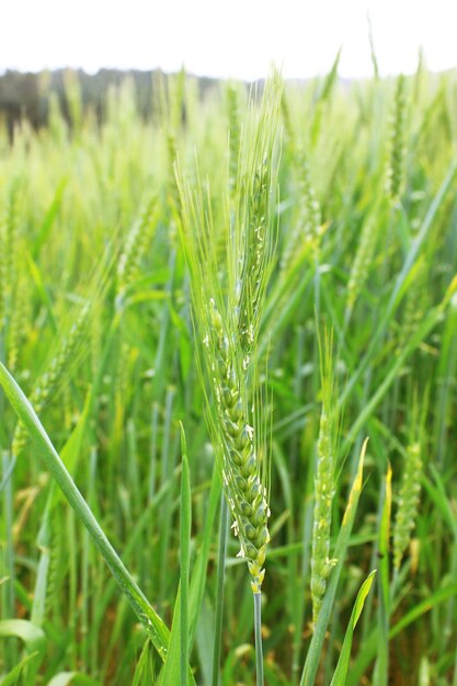 Groene tarwe veld