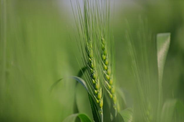 Groene tarwe veld