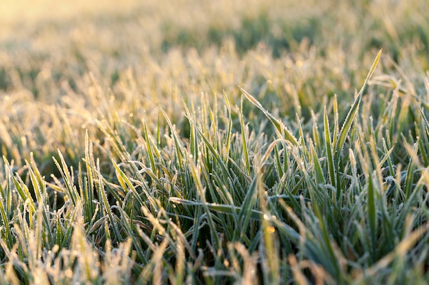 Groene tarwe, vorst - gefotografeerde close-up van groene plant jonge tarwe in de ochtend na een vorst, onscherp