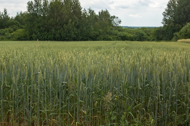 Groene tarweaartjes in het veld