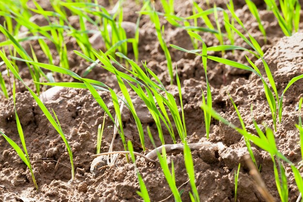 Groene tarwespruiten op het veld in de lente