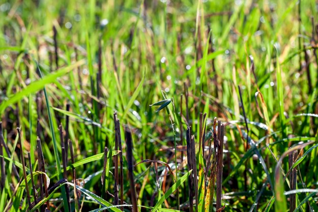 Groene tarwespruiten verlicht door zonlicht Groene tarwespruiten in een veld met waterdruppels na regen