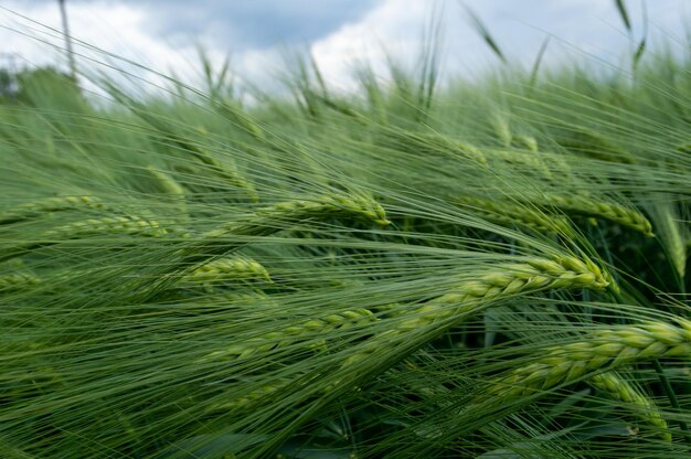 Groene tarwestengels in de wind