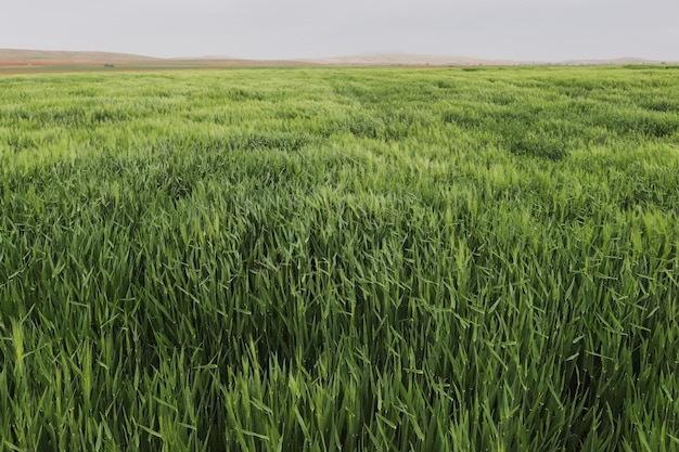 Groene tarweveld graangewassen