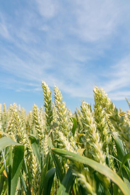 Groene tarweveld op zonnige dag