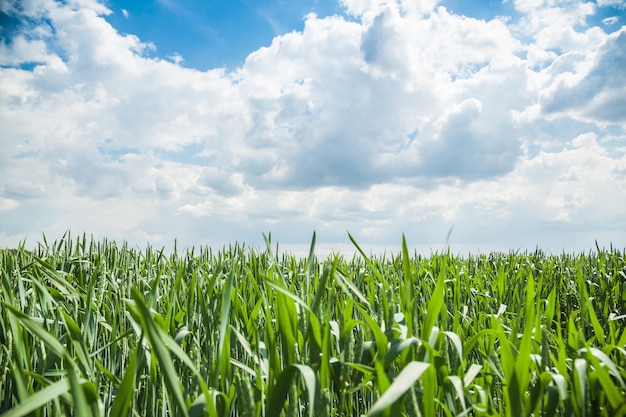 Groene tarweveld op zonnige zomerdag