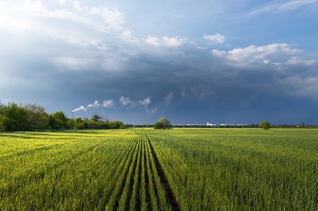 Groene tarweveld