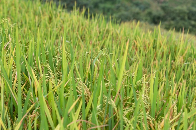 Groene terrasvormige rijstvelden in het regenseizoen bij Mu Cang Chai Vietnam