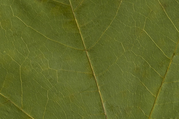 Groene textuur van een droog blad