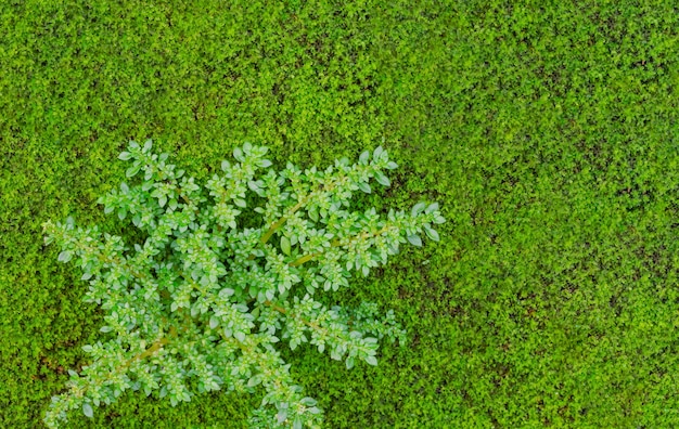 Groene textuur voor achtergronden