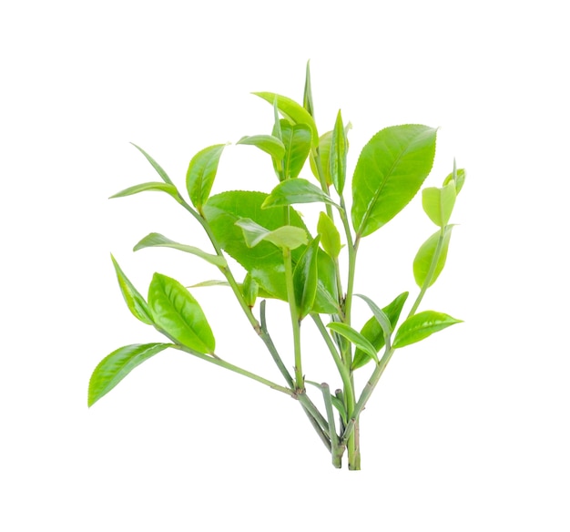 Groene thee blad geïsoleerd op een witte achtergrond.