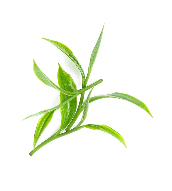 Groene thee blad geïsoleerd op een witte achtergrond