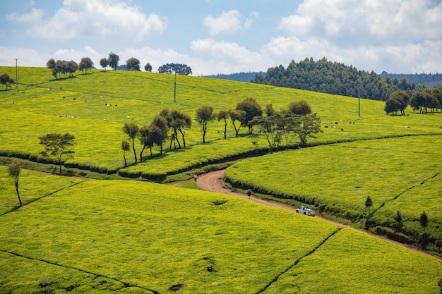 Groene thee bladeren planten boerderij boeren landschappen veld weiden vegetatie natuur fauna kiambu