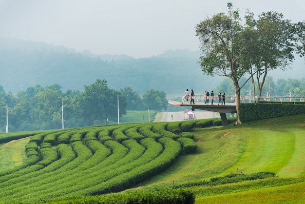 Groene thee boerderij in de ochtend