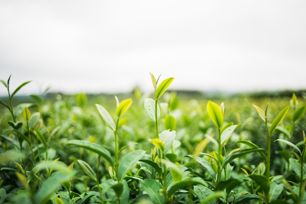 Foto groene thee en verse bladeren