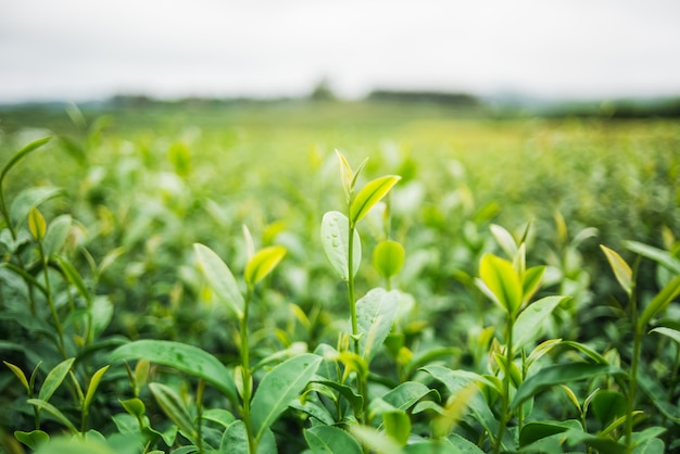 Groene thee en verse bladeren