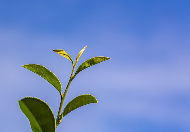 Groene thee jonge blad