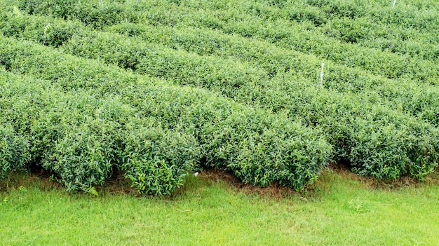 Groene theeaanplanting in Chiang Rai, Thailand.