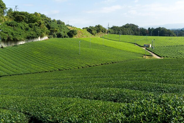 Groene theeaanplanting