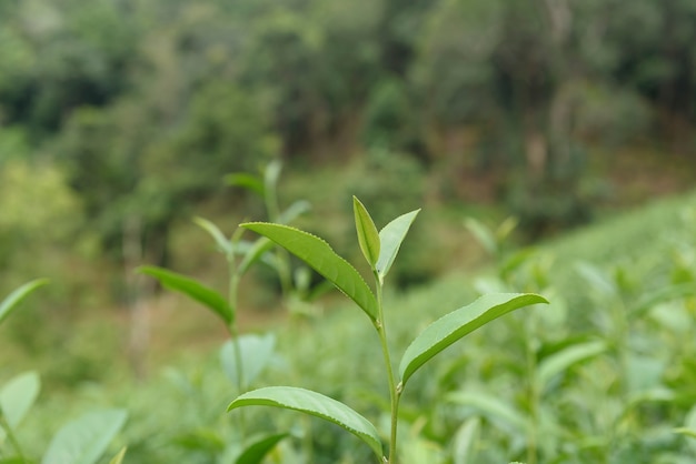 Groene theebladen in een theeaanplanting.