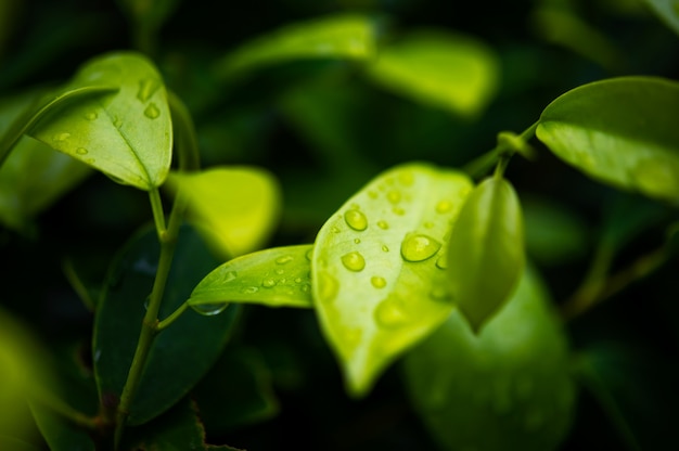 Groene theebladeren