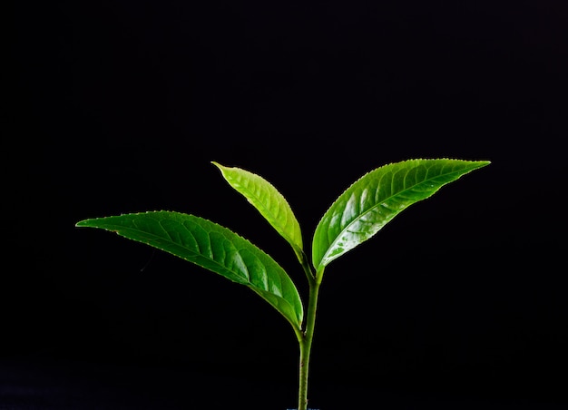 Groene theebladeren